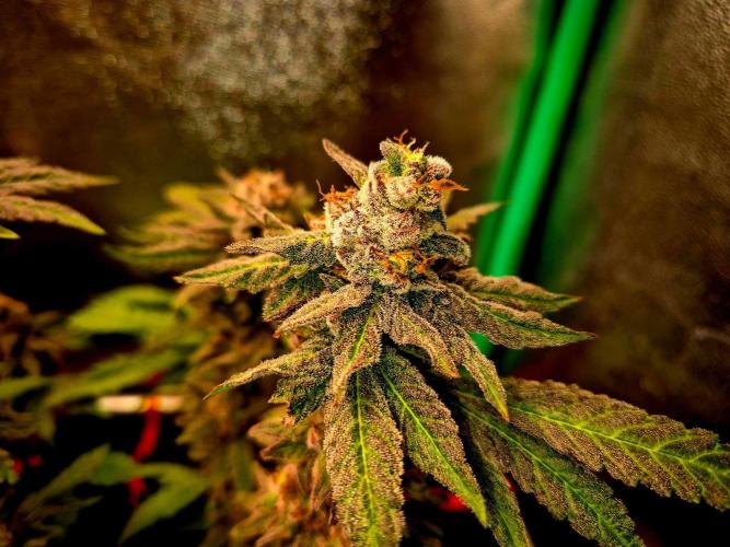 Papaya Stank (Elfi). Week 14