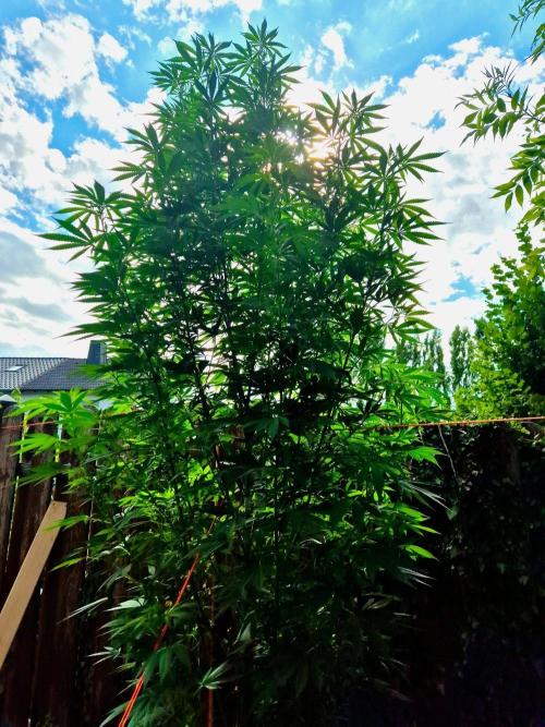 Garbage Lady (Big Mama). Week 21