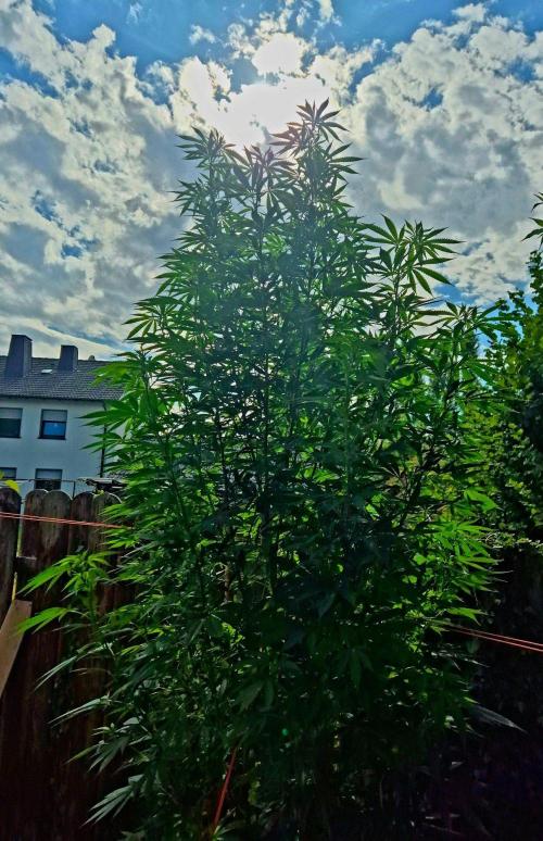 Garbage Lady (Big Mama). Week 21