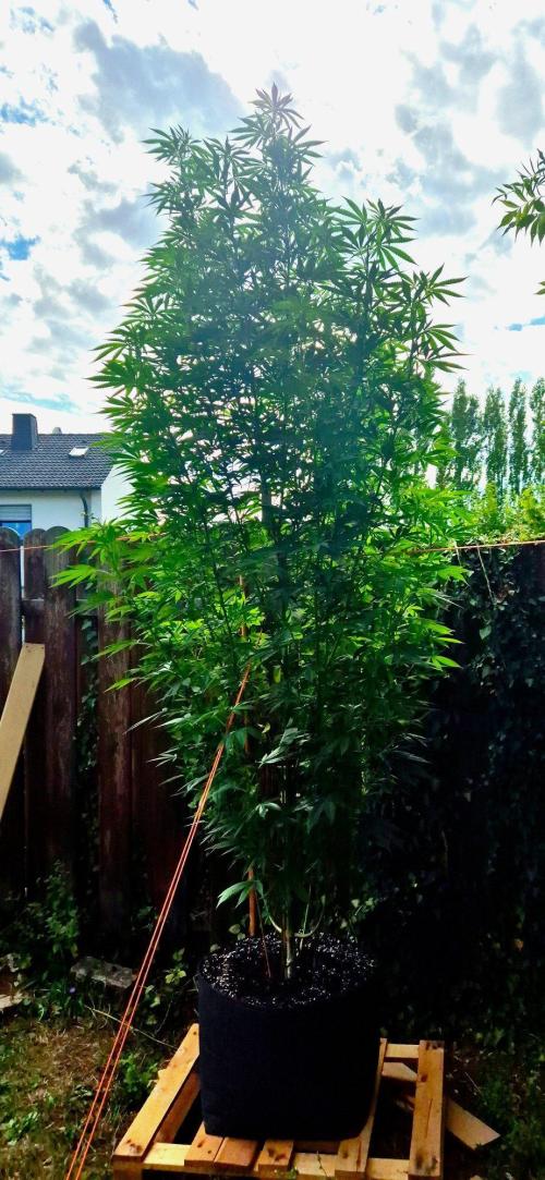 Garbage Lady (Big Mama). Week 21