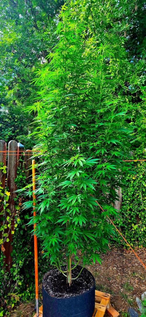 Garbage Lady (Big Mama). Week 21