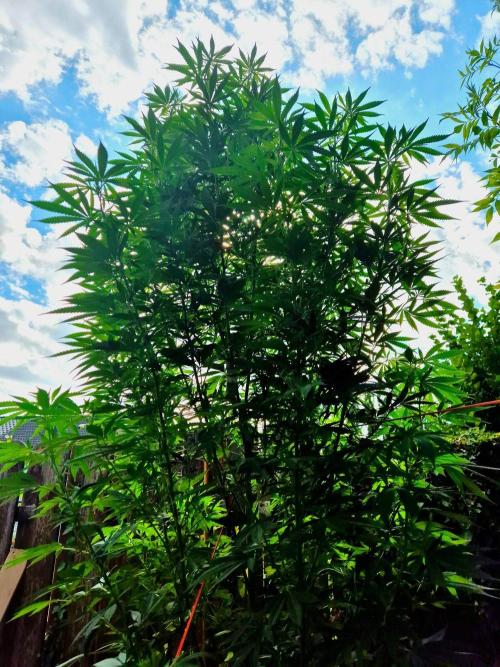 Garbage Lady (Big Mama). Week 21