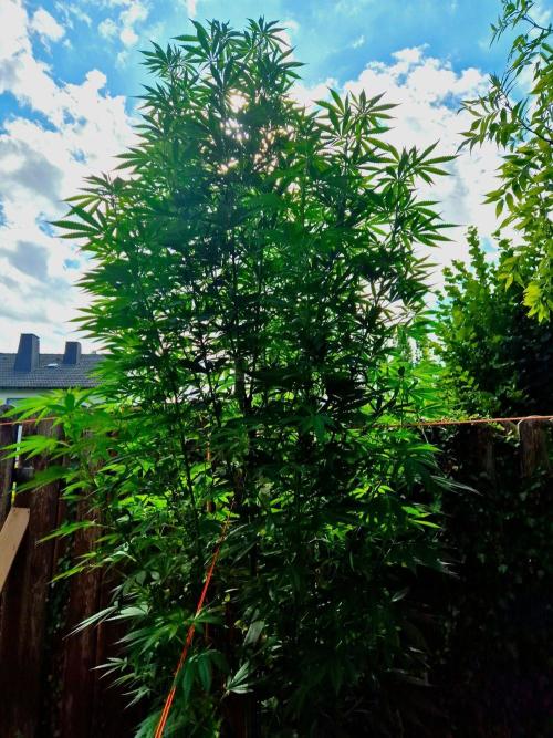 Garbage Lady (Big Mama). Week 21