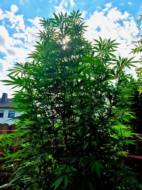 Garbage Lady (Big Mama). Week 21