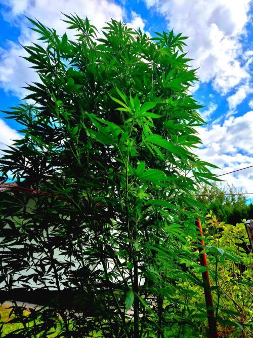 Garbage Lady (Big Mama). Week 21