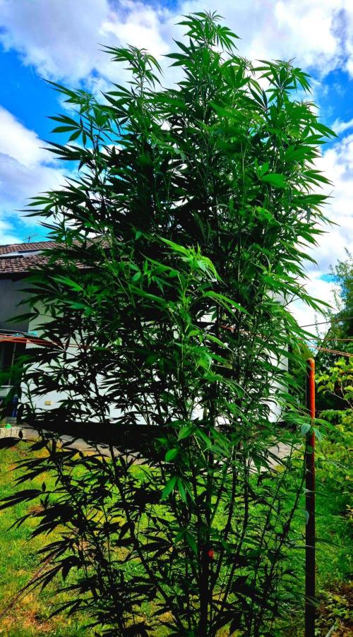 Garbage Lady (Big Mama). Week 21