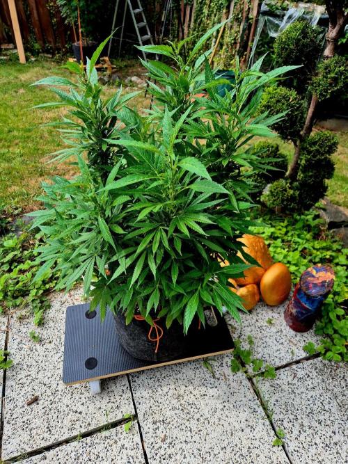 Blue Zushi. Week 12