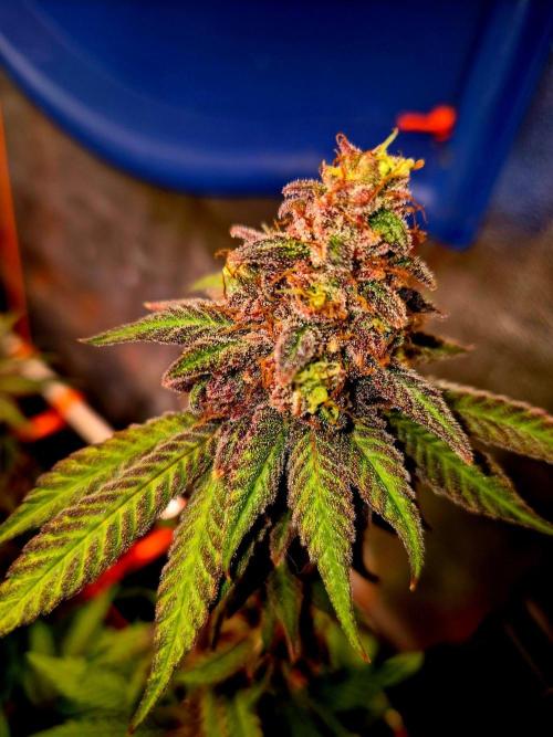 Purple overload (CCG) Sensible Seeds. Week 15