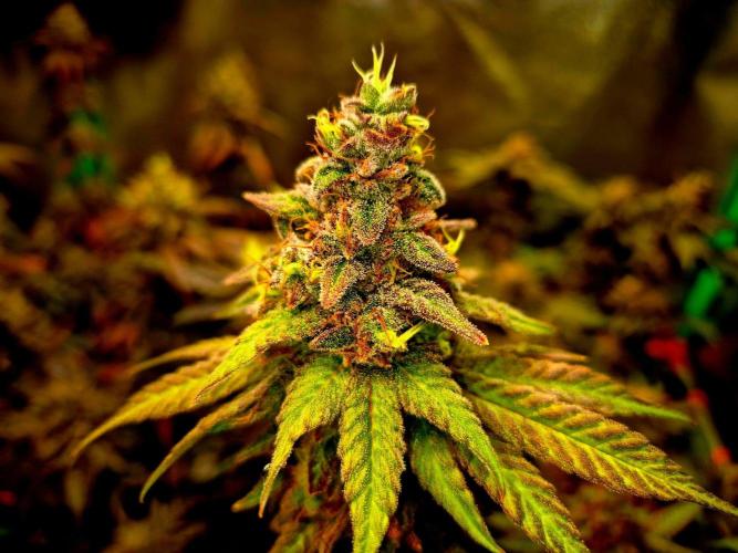 Purple overload (CCG) Sensible Seeds. Week 15