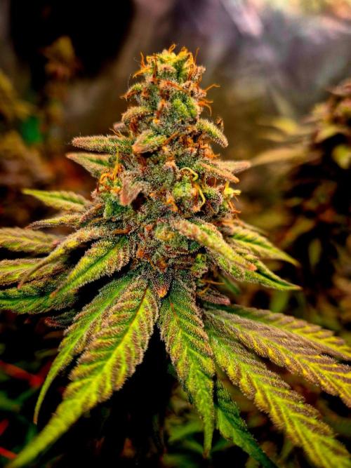 Purple overload (CCG) Sensible Seeds. Week 15
