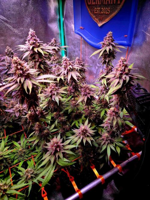 Purple overload (CCG) Sensible Seeds. Week 15
