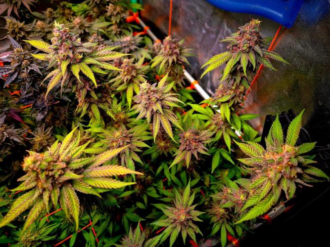 Purple overload (CCG) Sensible Seeds. Week 15