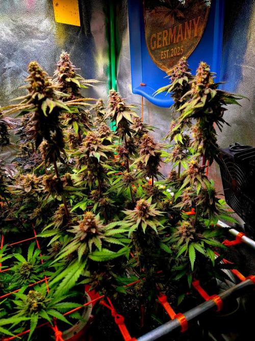 Purple overload (CCG) Sensible Seeds. Week 15