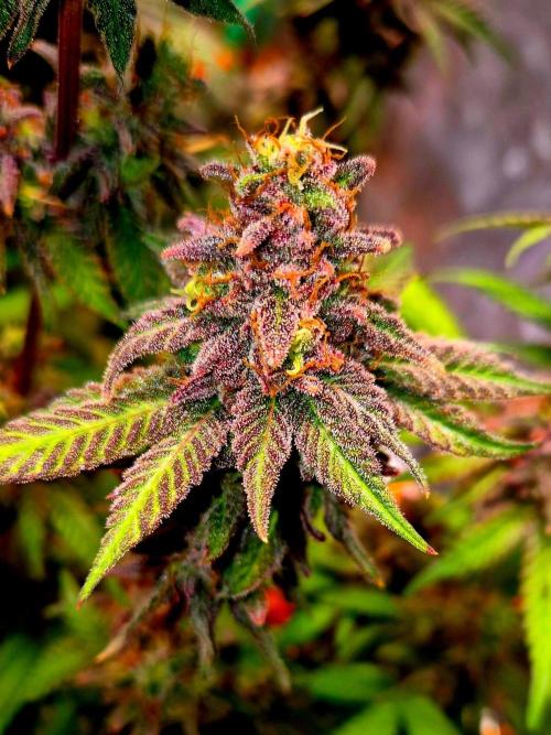 Purple overload (CCG) Sensible Seeds. Week 15