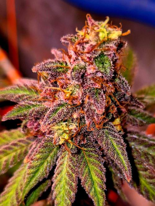 Purple overload (CCG) Sensible Seeds. Week 15