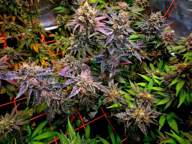 Fast buds (mini grow). Week 12