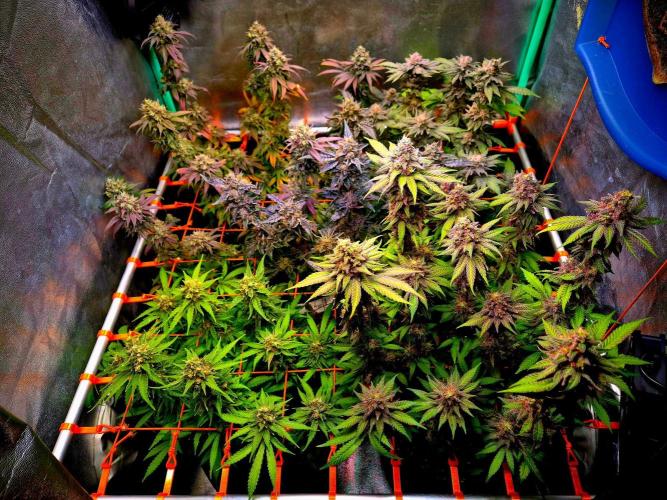 Fast buds (mini grow). Week 12