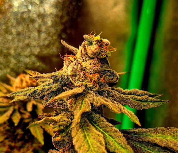 Papaya Stank (Elfi). Week 15