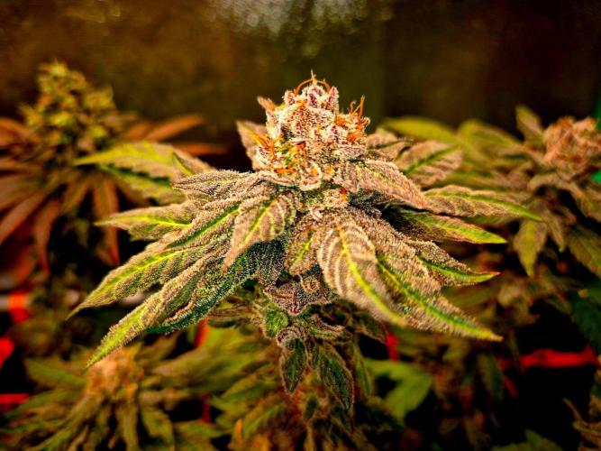 Papaya Stank (Elfi). Week 15