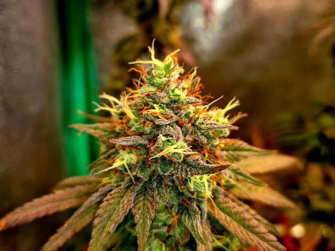 Pink Rozay Original Sensible Seeds. Week 15