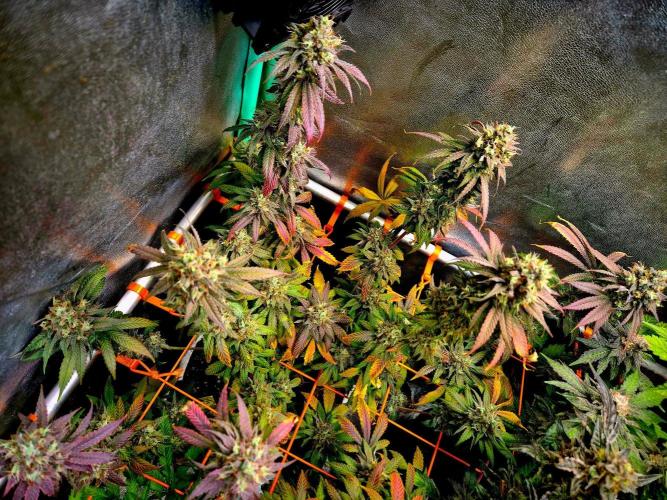 Pink Rozay Original Sensible Seeds. Week 15