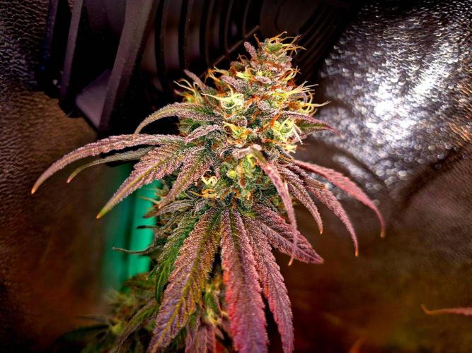 Pink Rozay Original Sensible Seeds. Week 15