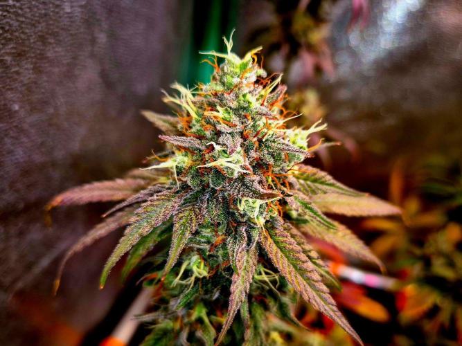 Pink Rozay Original Sensible Seeds. Week 15