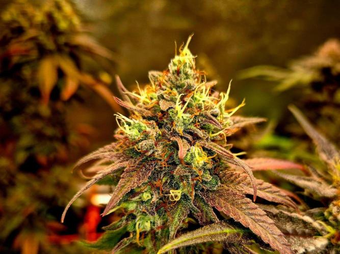 Pink Rozay Original Sensible Seeds. Week 15