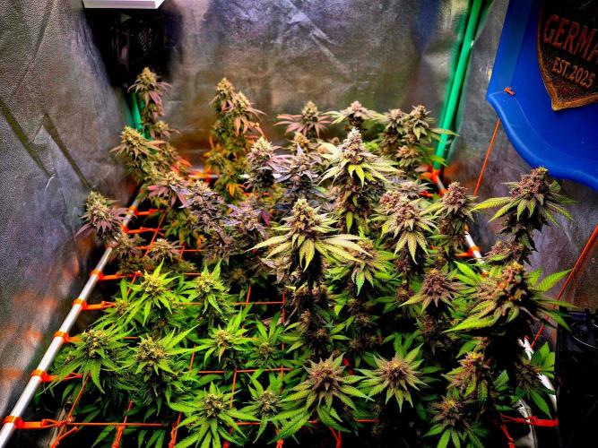 Pink Rozay Original Sensible Seeds. Week 15