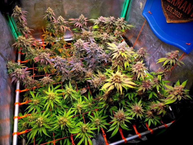 Pink Rozay Original Sensible Seeds. Week 15