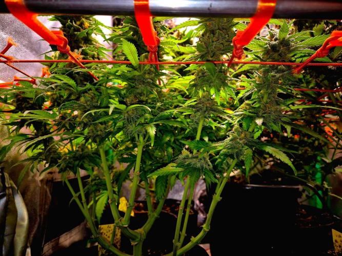 Wedding Cake (CCG) Sensible Seeds. Week 15