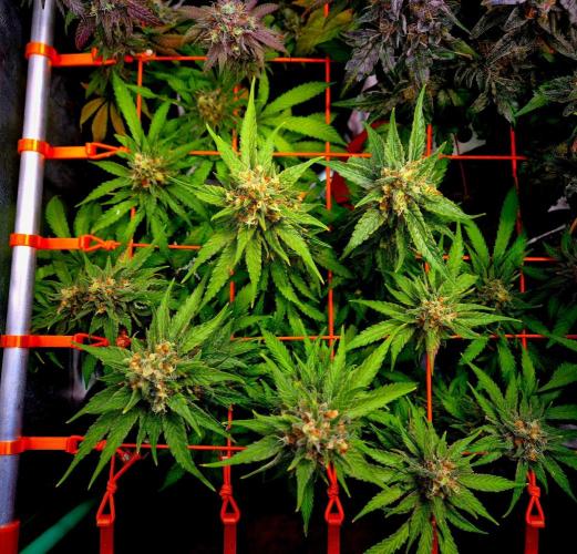 Wedding Cake (CCG) Sensible Seeds. Week 15