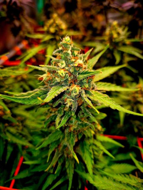 Wedding Cake (CCG) Sensible Seeds. Week 15