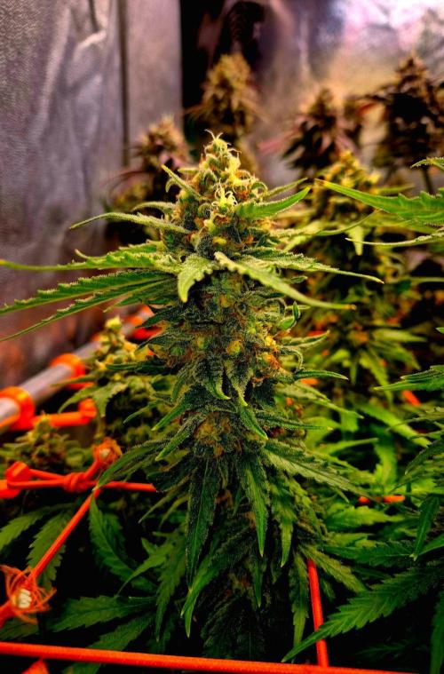 Wedding Cake (CCG) Sensible Seeds. Week 15