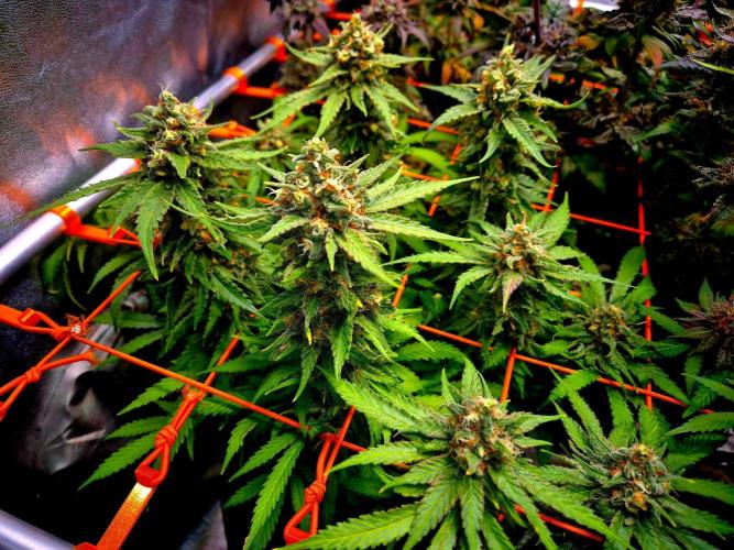 Wedding Cake (CCG) Sensible Seeds. Week 15