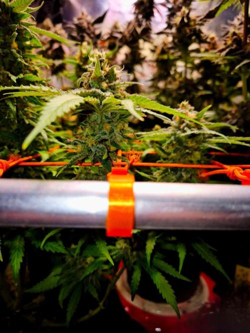 Wedding Cake. Week 15
