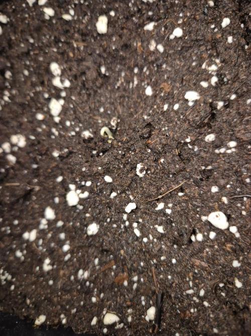 California Indica (CCG) Sensi-Seeds. Week 0