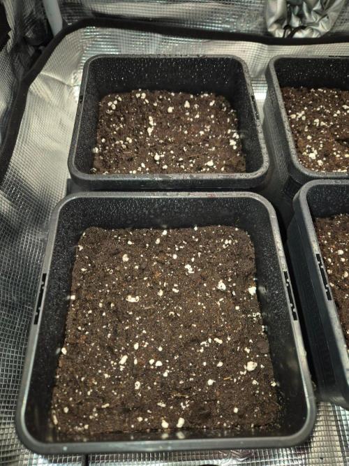 California Indica (CCG) Sensi-Seeds. Week 0