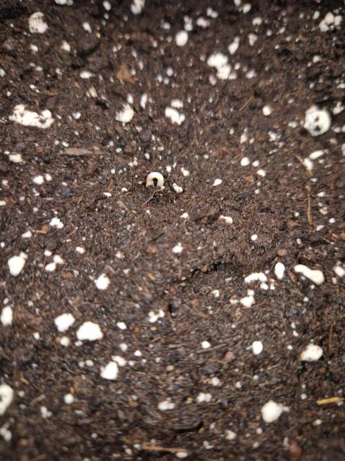 California Indica (CCG) Sensi-Seeds. Week 0