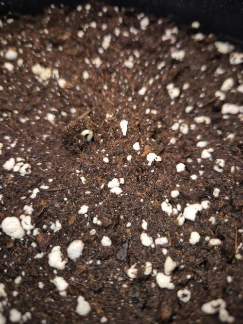 Mental Rainbow (CCG) Sweet Seeds. Week 0