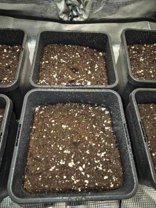 Mental Rainbow (CCG) Sweet Seeds. Week 0