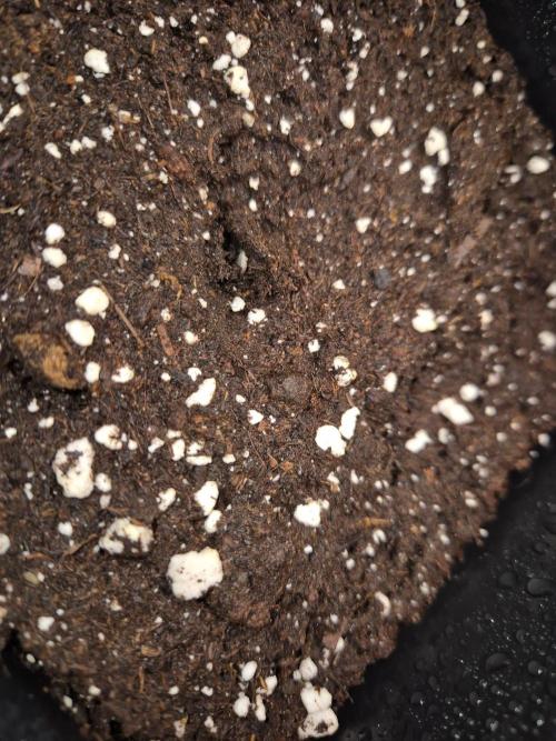 Mental Rainbow (CCG) Sweet Seeds. Week 0