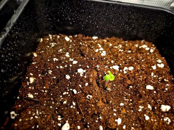 California Indica (CCG) Sensi-Seeds. Week 0