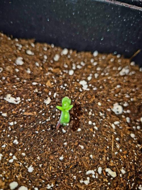 California Indica (CCG) Sensi-Seeds. Week 0