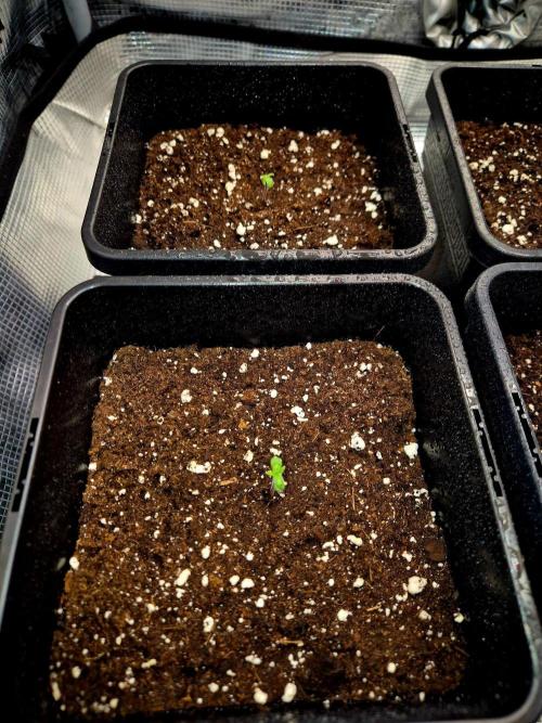 California Indica (CCG) Sensi-Seeds. Week 0