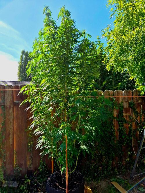 Garbage Lady (Big Mama). Week 21
