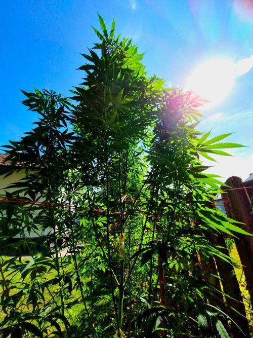 Garbage Lady (Big Mama). Week 21