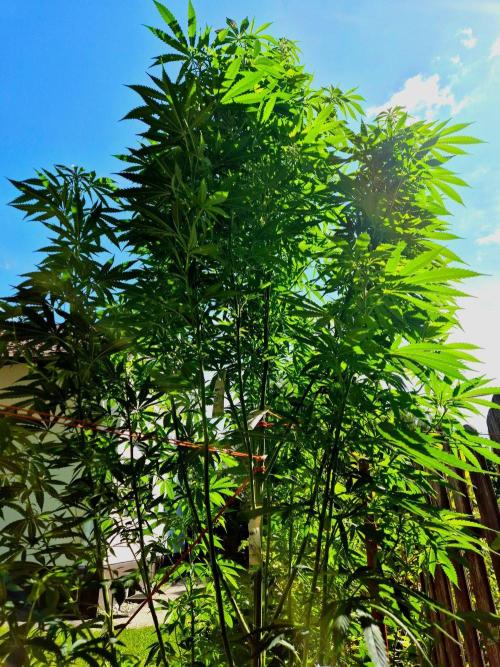 Garbage Lady (Big Mama). Week 21