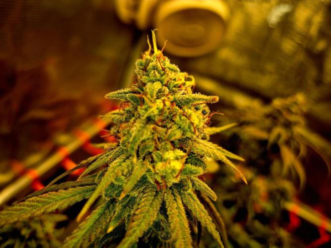 Mental Rainbow (CCG) Sweet Seeds. Week 12