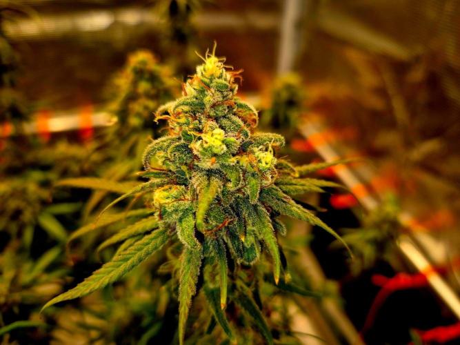 Mental Rainbow (CCG) Sweet Seeds. Week 12